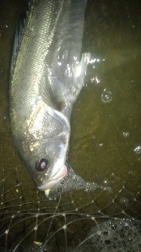 フッコ（マルスズキ）の釣果