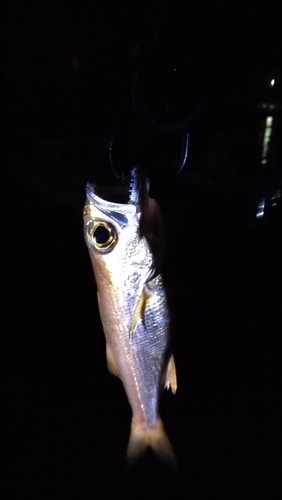 ムツの釣果