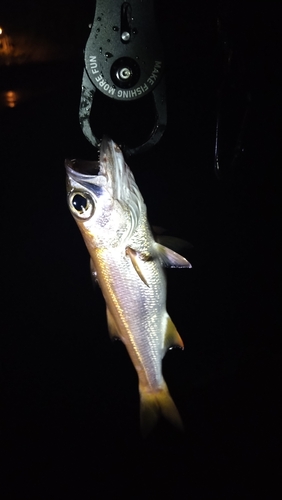 ムツの釣果