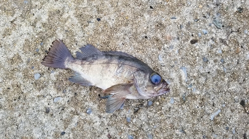 シロメバルの釣果