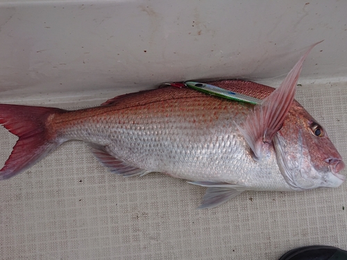 マダイの釣果