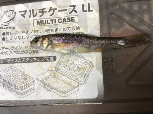 タカハヤの釣果