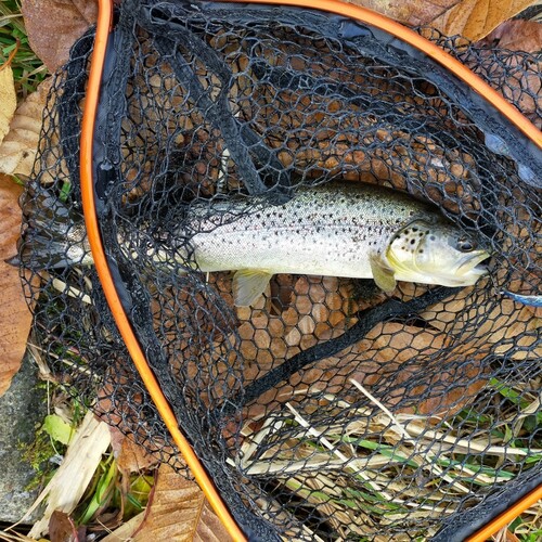 ブラウントラウトの釣果