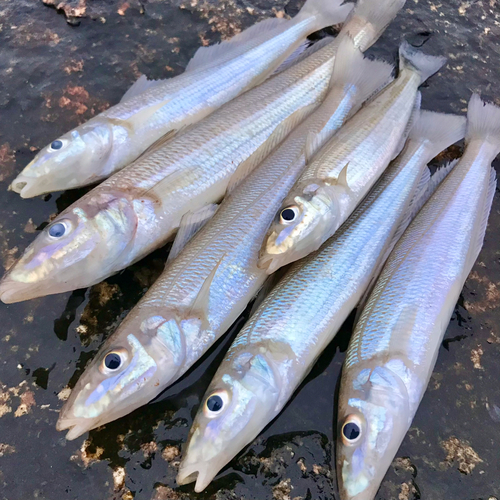 キスの釣果