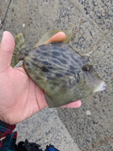 カワハギの釣果