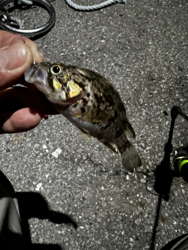 タケノコメバルの釣果