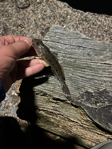 マハゼの釣果