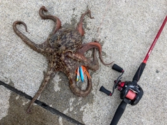 タコの釣果
