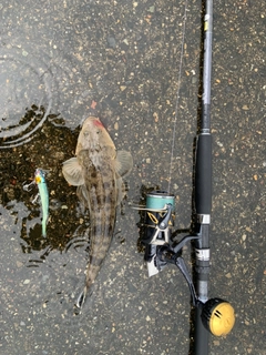 マゴチの釣果