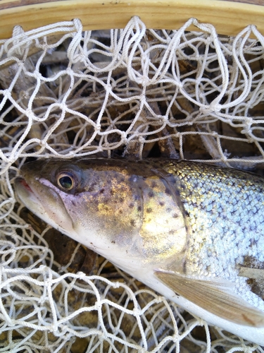 アメマスの釣果