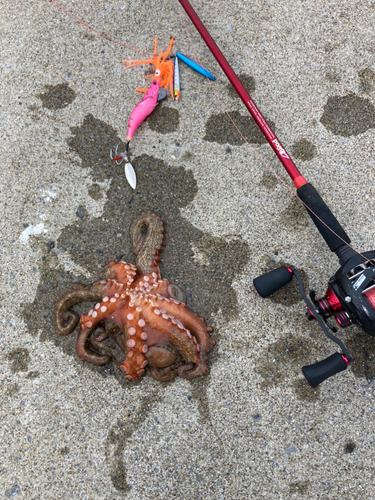 タコの釣果