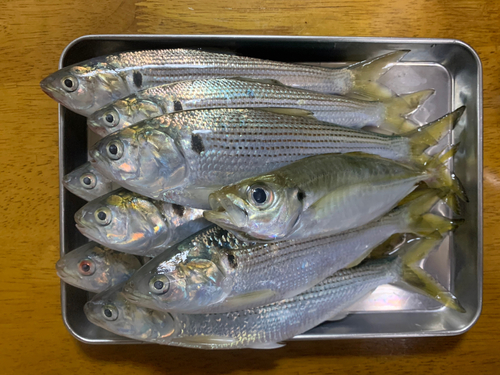 コノシロの釣果