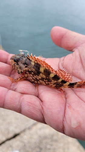 ムツの釣果