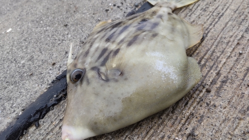 カワハギの釣果