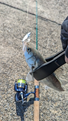 セイゴ（マルスズキ）の釣果