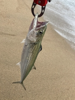 サゴシの釣果