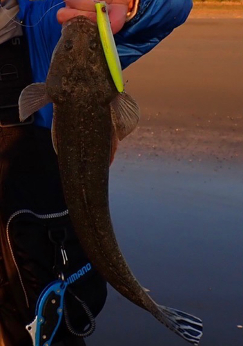 マゴチの釣果