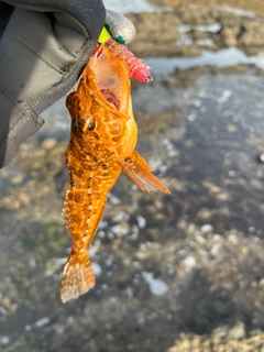 ハゼの釣果