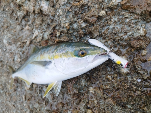 ハマチの釣果