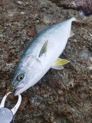 ハマチの釣果