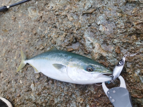 ハマチの釣果