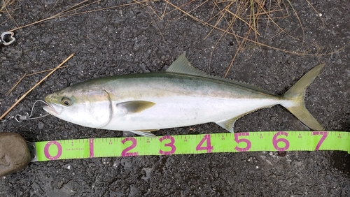 ハマチの釣果