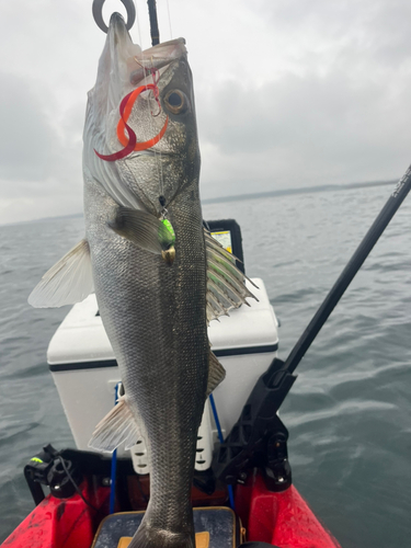 アコウの釣果