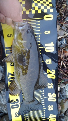 スモールマウスバスの釣果