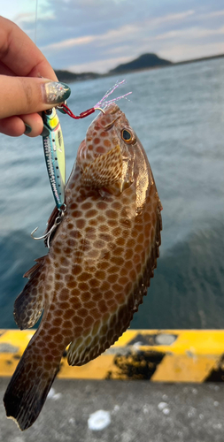 オオモンハタの釣果