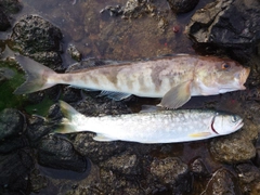 ホッケの釣果