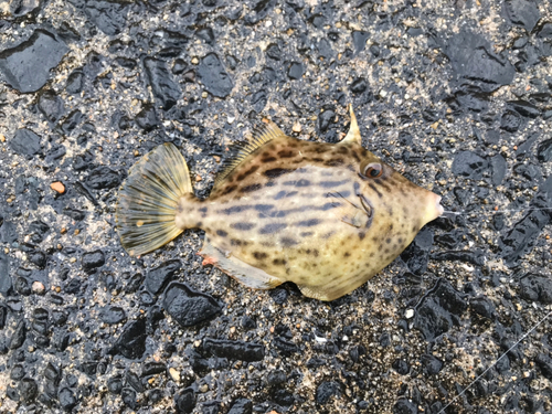 カワハギの釣果