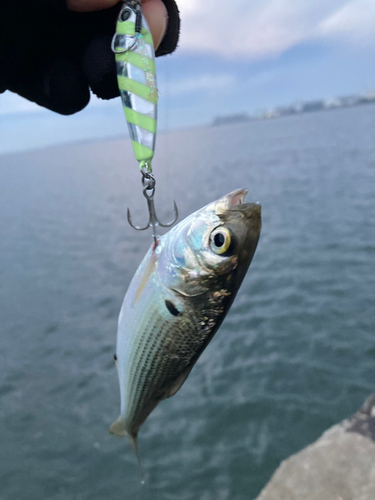 コノシロの釣果