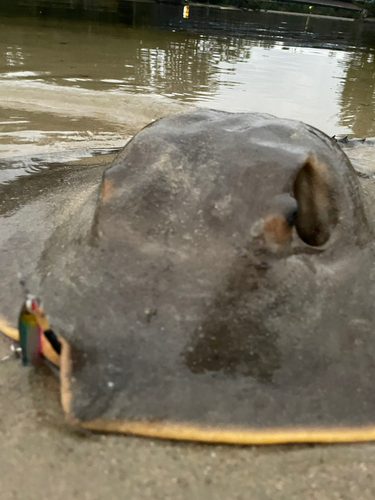 アカエイの釣果