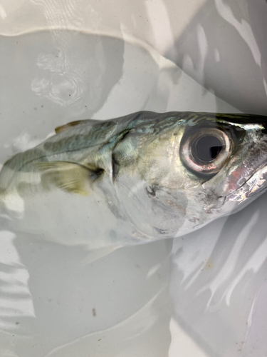 サバの釣果