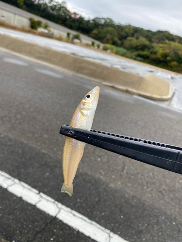 シロギスの釣果