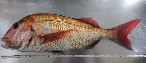 マダイの釣果