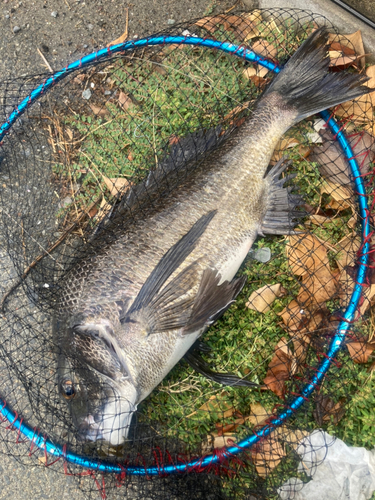 チヌの釣果