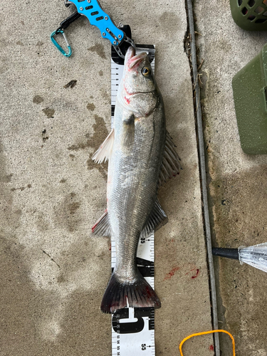 セイゴ（マルスズキ）の釣果