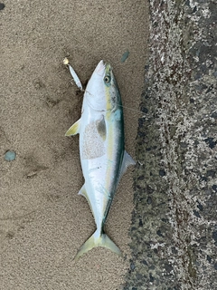 ハマチの釣果