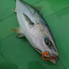 ハマチの釣果