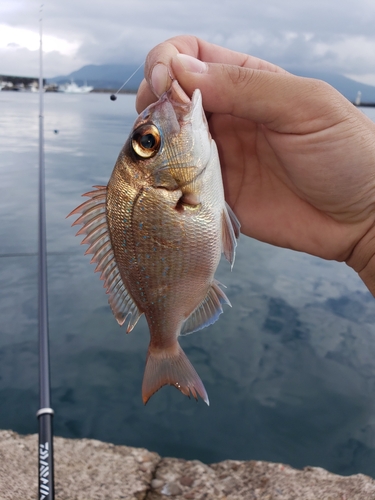 タイの釣果