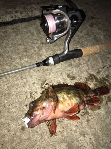 カサゴの釣果