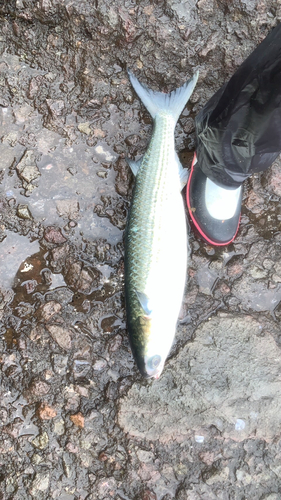 メジナの釣果