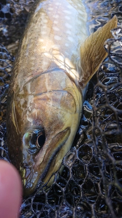 アメマスの釣果