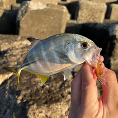 メッキの釣果