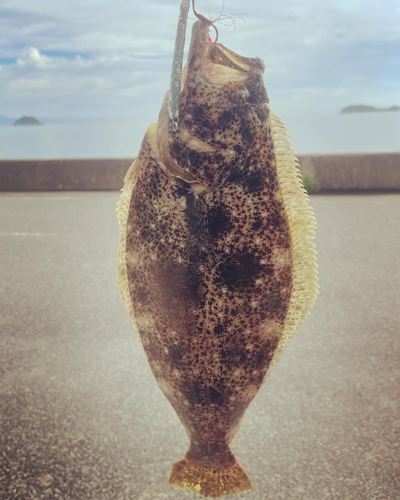 ヒラメの釣果