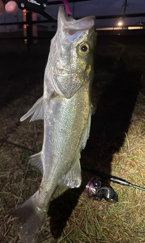 フッコ（マルスズキ）の釣果