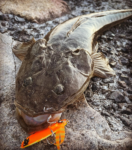 マゴチの釣果