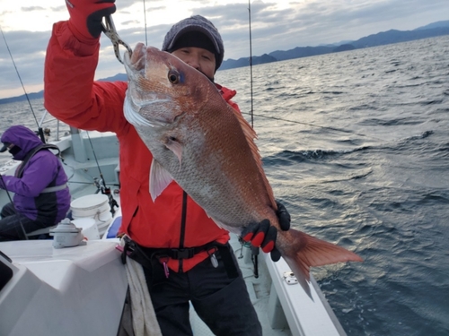 マダイの釣果