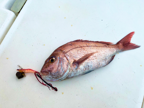 マダイの釣果